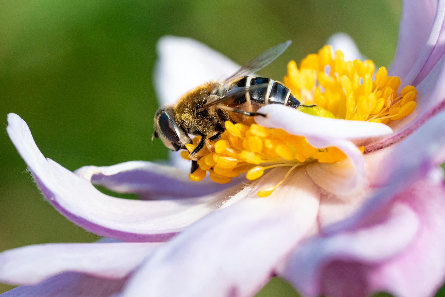 Frederick County and City Earn Bee City USA Designation, Boosting ...